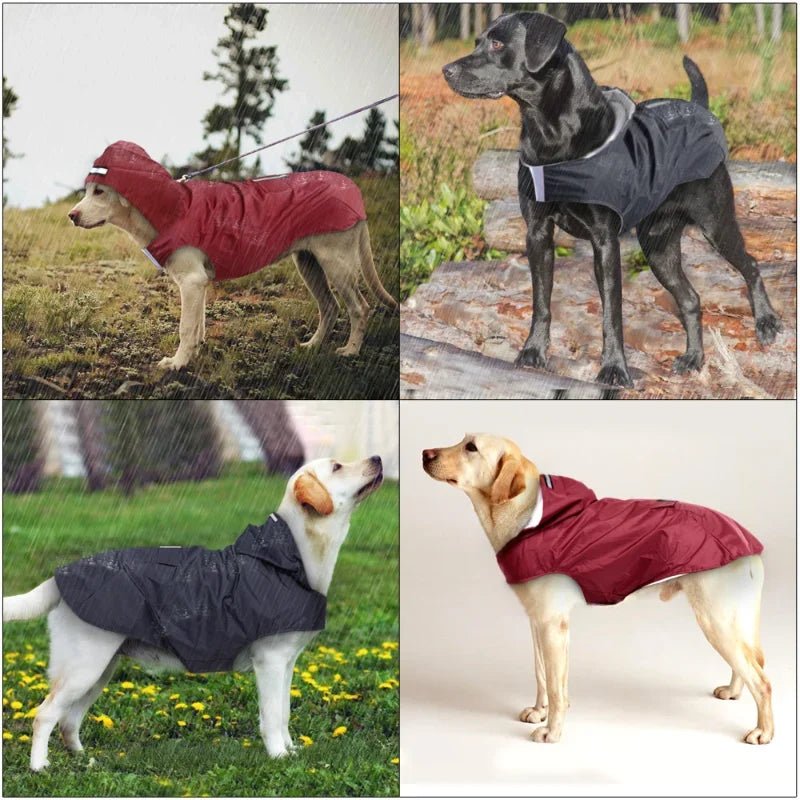 Besoin de protéger votre chien par temps de pluie ?