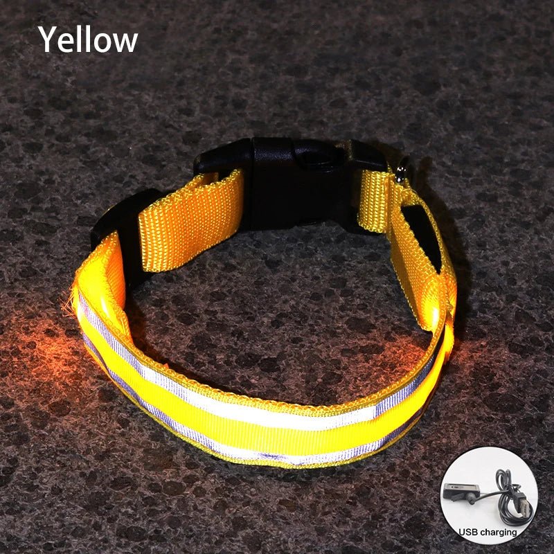 Collier lumineux à Led pour chiens rechargeable sécurité visibilité - Our family dog
