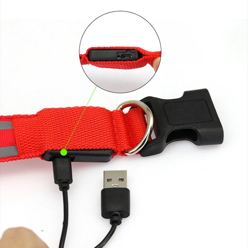 Collier lumineux à Led pour chiens rechargeable sécurité visibilité - Our family dog