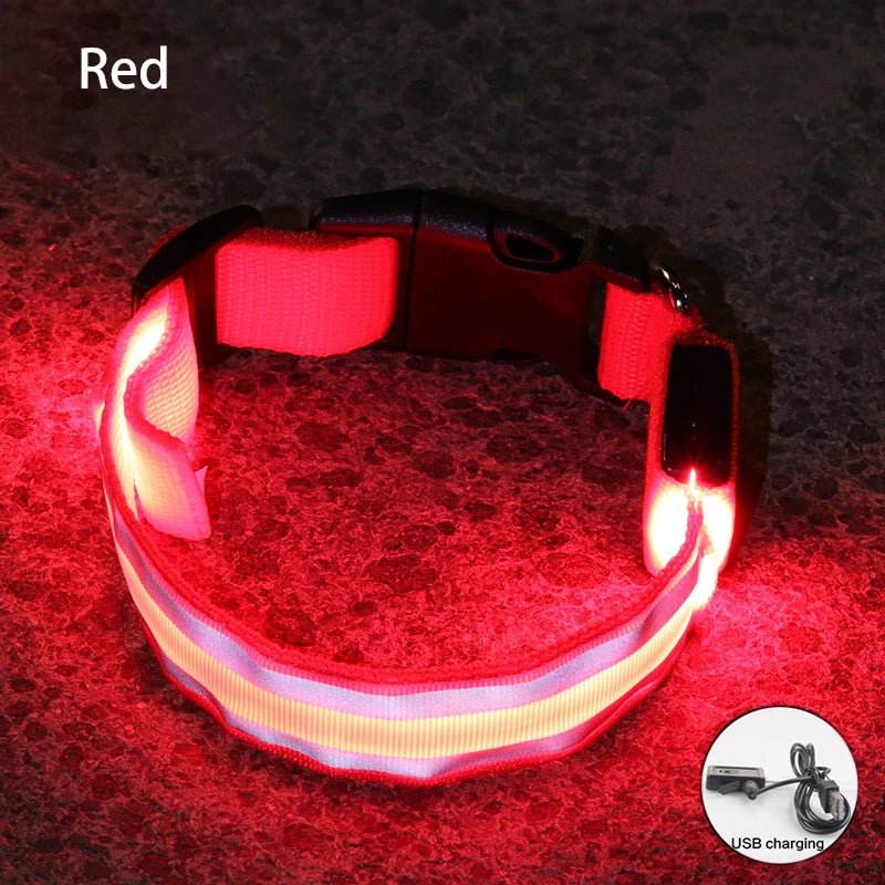 Collier lumineux à Led pour chiens rechargeable sécurité visibilité - Our family dog