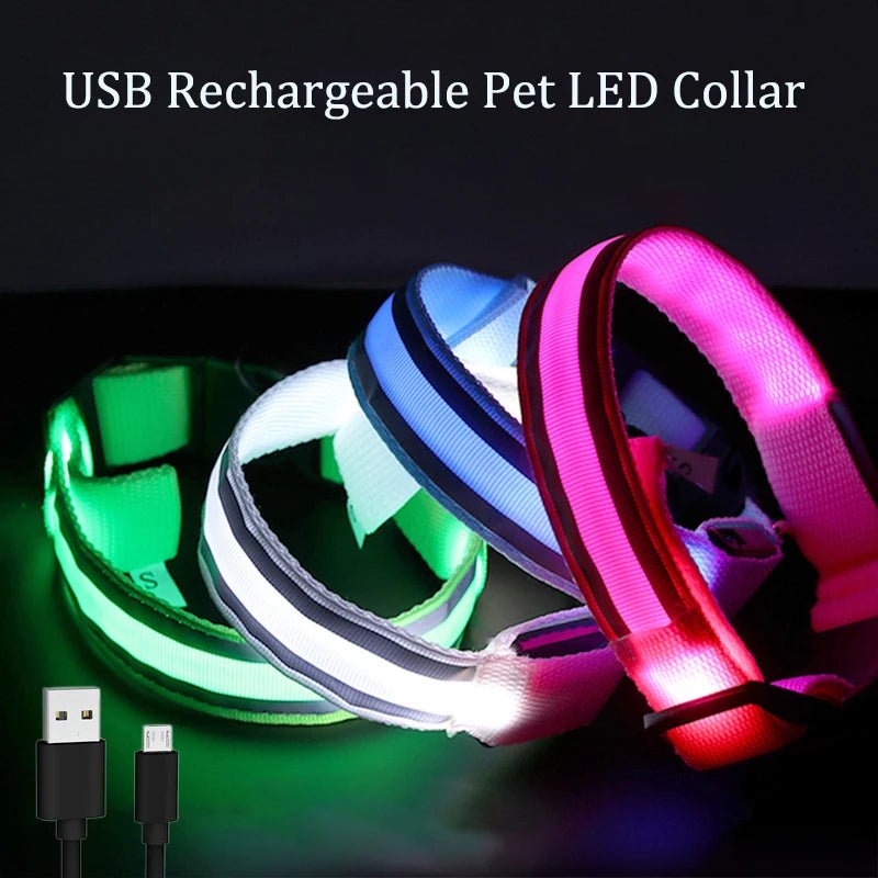 Collier lumineux à Led pour chiens rechargeable sécurité visibilité - Our family dog