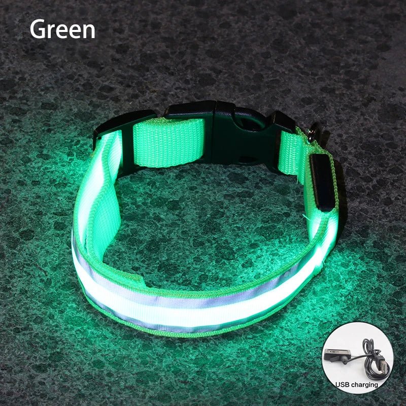 Collier lumineux à Led pour chiens rechargeable sécurité visibilité - Our family dog