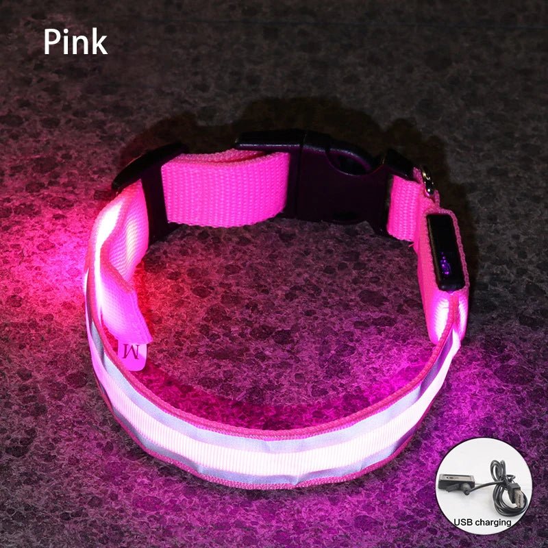 Collier lumineux à Led pour chiens rechargeable sécurité visibilité - Our family dog