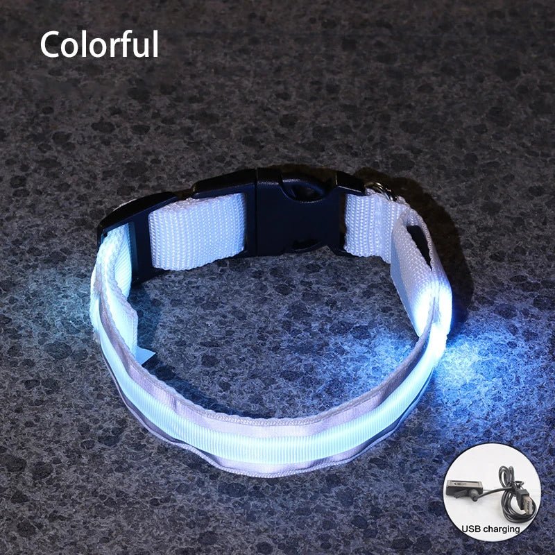 Collier lumineux à Led pour chiens rechargeable sécurité visibilité - Our family dog