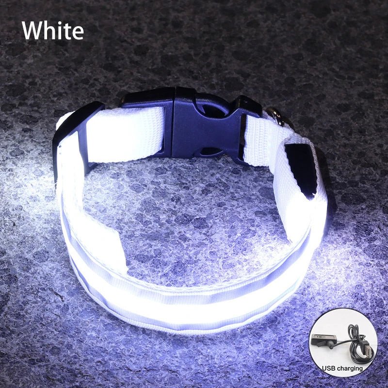 Collier lumineux à Led pour chiens rechargeable sécurité visibilité - Our family dog